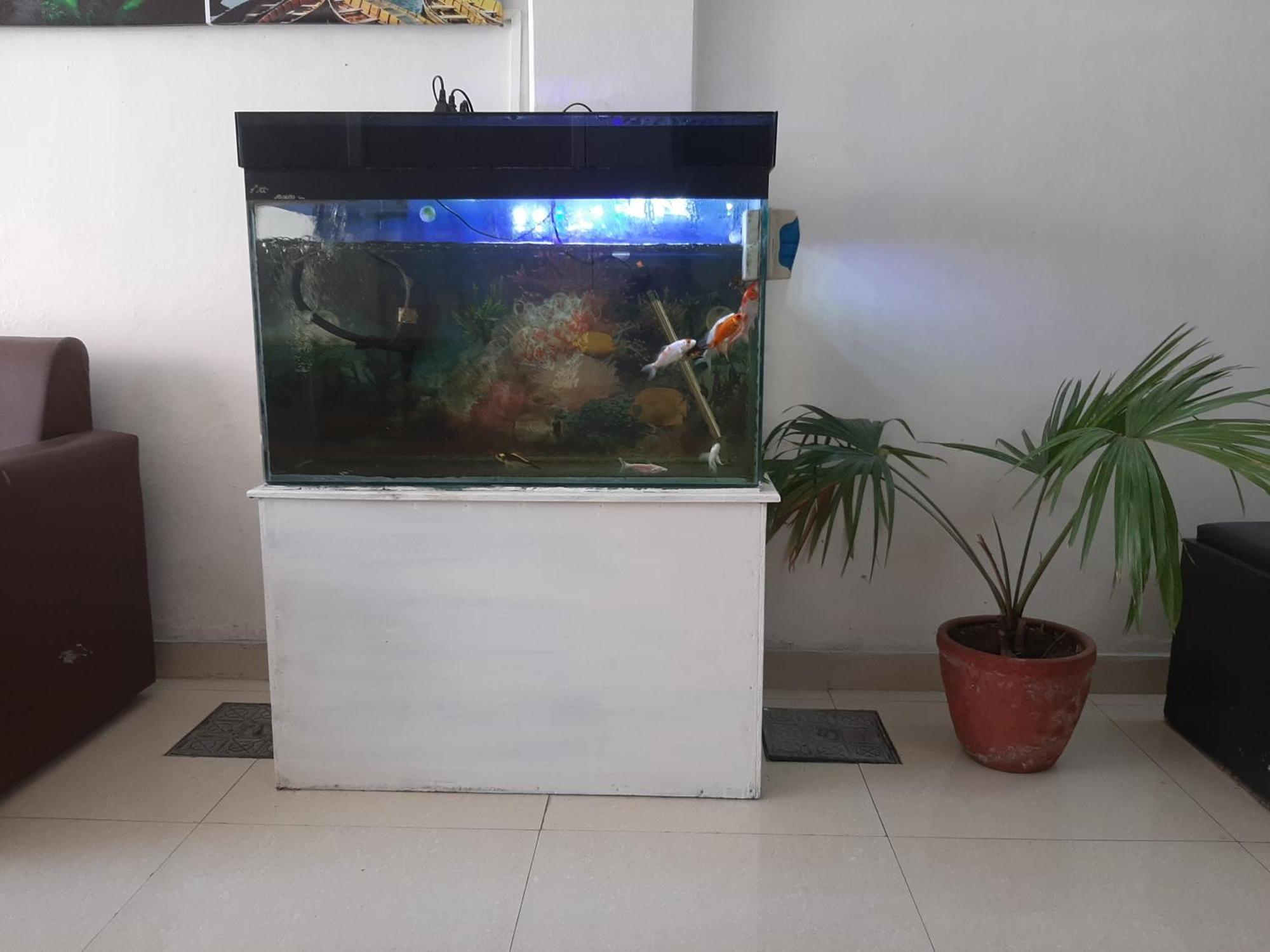 Hotel Lake N Yeti بوكْرا المظهر الخارجي الصورة